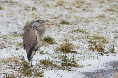 Ardea Cinerea / Blauwe Reiger / Grey Heron