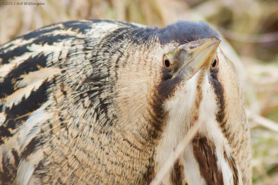 Botaurus stellaris / Roerdomp / Bittern