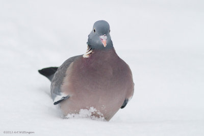 Columba palumbus / Houtduif / Wood pigeon