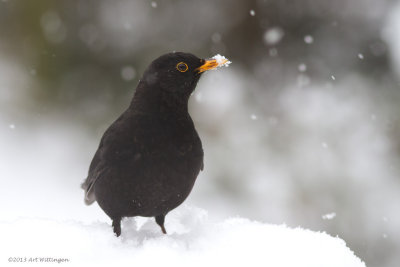 Turdus Merula / Merel / Common Blackbird