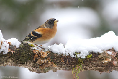 Fringilla Montifringilla / Keep / Brambling