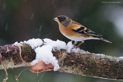 Fringilla Montifringilla / Keep / Brambling