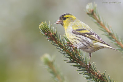 Carduelis spinus / Sijs / Eurasian Siskin