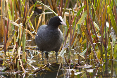 Fulica Atra / Meerkoet / Eurasian Coot