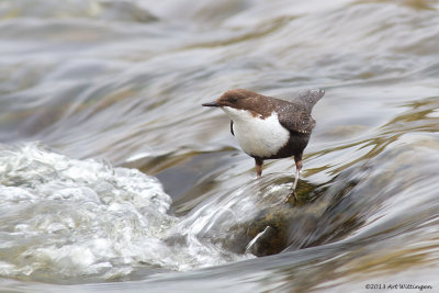 Cinclus cinclus cinclus / Zwartbuikwaterspreeuw / White-throated Dipper