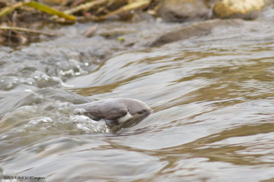 Cinclus cinclus cinclus / Zwartbuikwaterspreeuw / White-throated Dipper