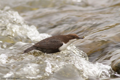 Cinclus cinclus cinclus / Zwartbuikwaterspreeuw / White-throated Dipper