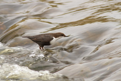 Cinclus cinclus cinclus / Zwartbuikwaterspreeuw / White-throated Dipper