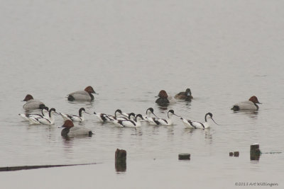 Recurvirostra avosetta / Kluut / Pied Avocet