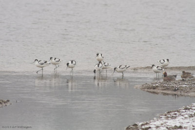 Recurvirostra avosetta / Kluut / Pied Avocet