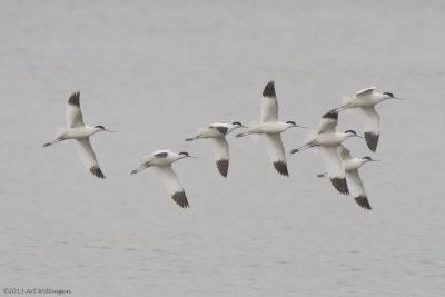 Recurvirostra avosetta / Kluut / Pied Avocet