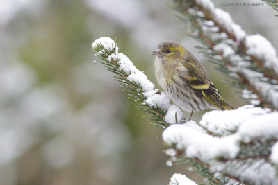 Carduelis spinus / Sijs / Eurasian Siskin