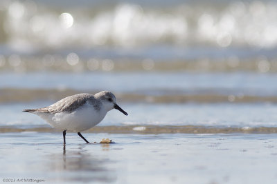 Calidris Alba / Drieteenstrandloper / Sanderling