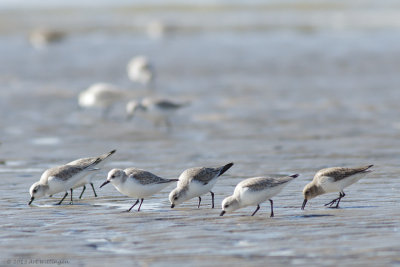 Calidris Alba / Drieteenstrandloper / Sanderling