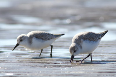 Calidris Alba / Drieteenstrandloper / Sanderling
