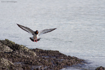 Haematopus Ostralegus / Scholekster / Eurasian Oystercatcher