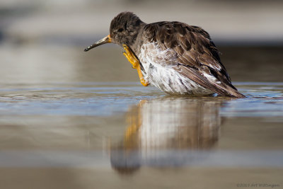 Calidris maritima / Paarse Strandloper / Purple sandpiper