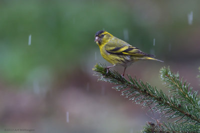 Carduelis spinus / Sijs / Eurasian Siskin