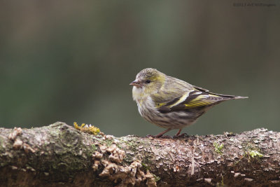 Carduelis spinus / Sijs / Eurasian Siskin