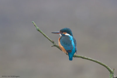 Alcedo atthis / IJsvogel / Kingfisher