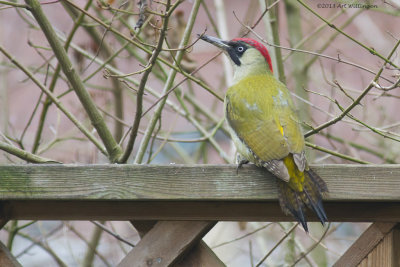 Picus Virdis / Groene Specht / Green Woodpecker