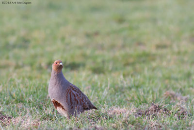 Perdix perdix / Patrijs / Grey Partridge