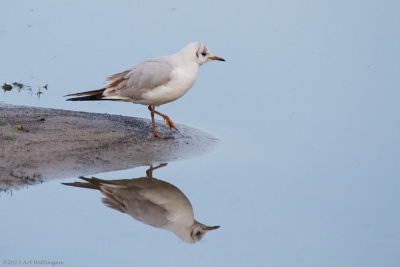 Chroicocephalus ridibundus / Kokmeeuw / Black headed Gull