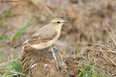 Oenanthe oenanthe / Tapuit / Northern Wheatear