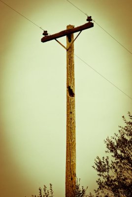 Woodpecker Infested Telephone Pole