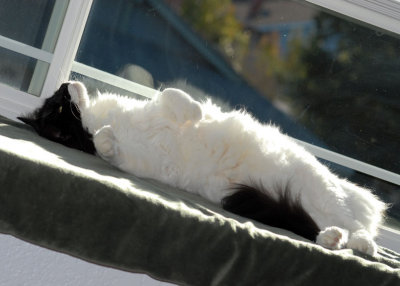 Ah!  Sunning myself in the middle of winter!