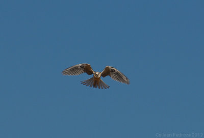 White-tailed Kite in Flight