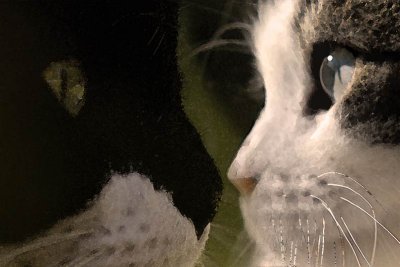 My cats - face to face
