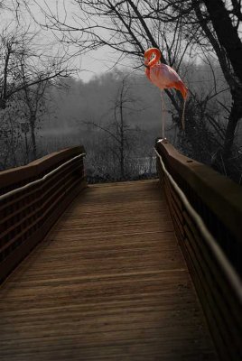 Flamingo on a fence