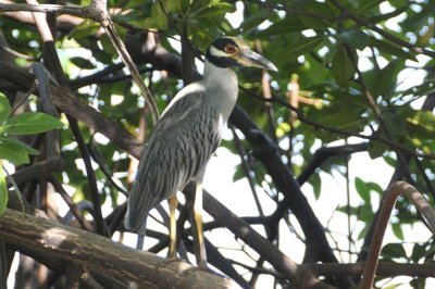 yellow-crowned night-heron 88135.JPG