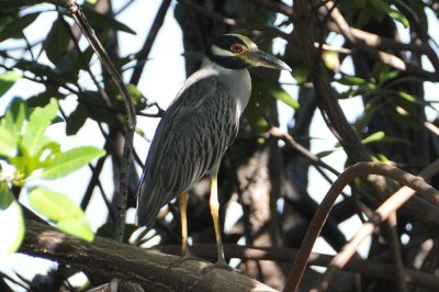 yellow-crowned night-heron 88136 .JPG