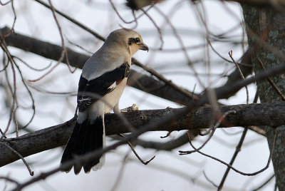 northern shrike 6272