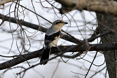 northern-shrike-6273.jpg