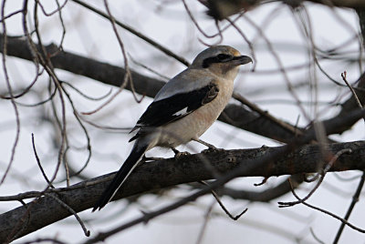 northern-shrike-6275.jpg