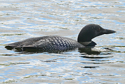 Common Loon 10886