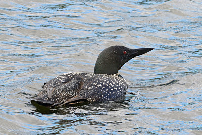 Common Loon 10892