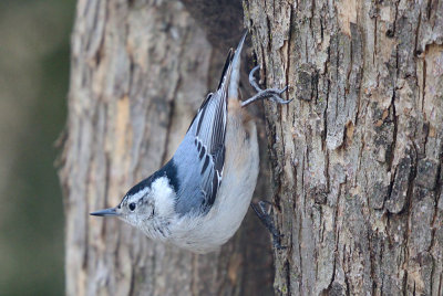 White-Breasted Nuthatch 61897