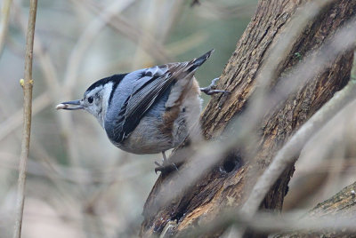 White-Breasted Nuthatch 61945