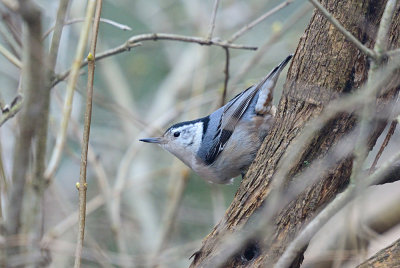 White-Breasted Nuthatch 61948