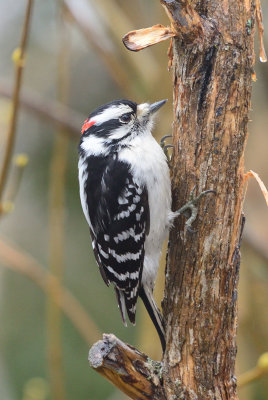 Downy Woodpecker 61953.jpg