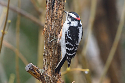 Downy Woodpecker 61955