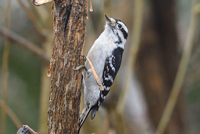 Downy Woodpecker 61956
