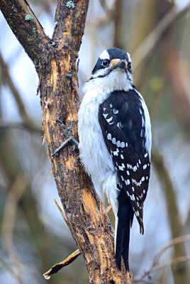 Hairy Woodpecker 61989