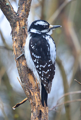 Hairy Woodpecker 61990
