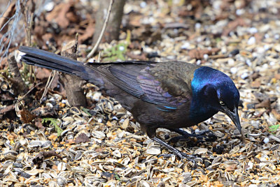Common-Grackle-62246.jpg