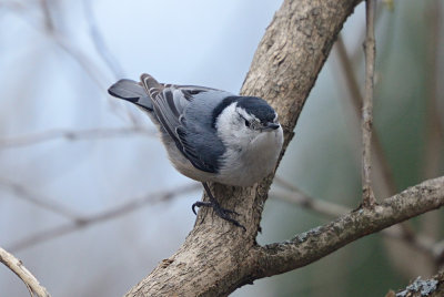 White-Breasted Nuthatch 61904